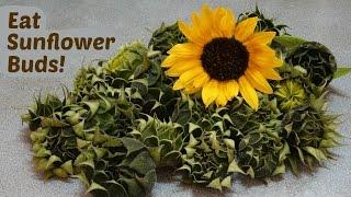 How to Eat Sunflower Buds as Artichoke Hearts