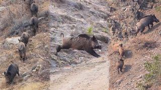 22 Wild Boar Shots in 12 Minutes! (BEST OF HUNTING Compilation)