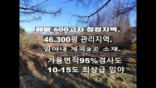 (매물0118)임야 매매 해발600고지 최고청정지역 임야내 작은계곡2곳소재 관리지역 경사도10-15도 가용면적95%이상 자생수종 소나무 최고의 임야