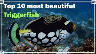 Top 10 most beautiful Triggerfish