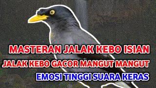 Masteran Jalak Kebo Full Isian - Jalak Kebo gacor Manggut - Manggut EMOSI suara keras