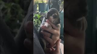 Precious Puppy Howls for the First Time