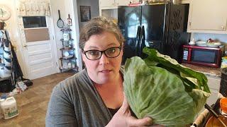 How to grow more cabbages from store bought cabbage