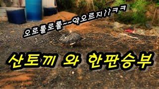 산토끼 와의 한판승부(a showdown with a hare) 산으로 도망 가더니 친구를대려오네...촤