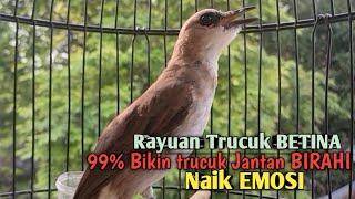 Trucuk Betina Memanggil Jantan SUARA RAYUAN AMPUH untuk pancingan trucukan Gacor Cepat ROPEL