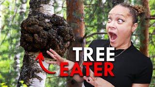 Chaga: This Mushroom Eats Trees And Saves Humans