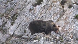 Bear watching in Northern Spain