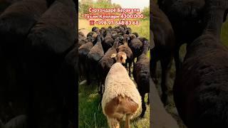 Доставка Бор 22/05/2025.