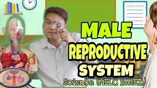 THE PARTS OF THE MALE REPRODUCTIVE SYTEM AND THEIR FUNCTIONS II SCIENCE (MELC BASED)