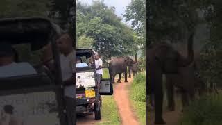ആനേ നിക്കവിടെ #viral #entertainment #youtubeshorts #elephant #guts #forest