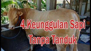 4 Keunguulan Sapi Dugul Tanpa Tanduk