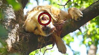 DYING DOG HANGING FROM TREE BEGGED FOR HELP, THEN RESCUER DISCOVERED THIS & EVERYONE BROKE DOWN!