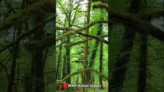 IRAN Nature Videos  #viralshorts #tiktok #youtubeshorts #naturevideo #natureshorts #shorts #nature