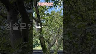 희원걷기 전통정원 한국호암미술관 에버랜드미술관 유료미술관 용인미술관