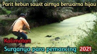 Mancing di Surganya Para Pemancing || Parit Kebun Sawit Kalimantan  2021