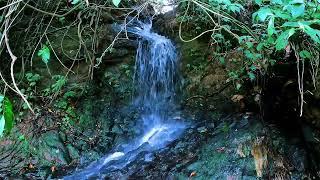 Serene River Ambience | ASMR Water Sounds for Mindful Relaxation