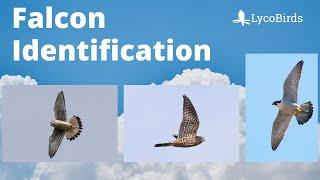 Falcon Identification - American Kestrel vs Merlin vs Peregrine Falcon