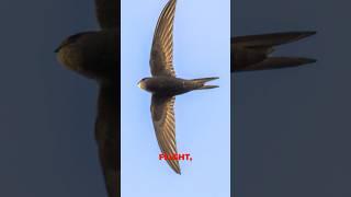 the Common Swift 10 Months Without Landing #shorts