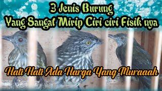 3 Jenis Burung Yang sangat Mirip Dilihat Dari Ciri ciri Fisik Nya, Awas Jangan Salah Pilih.