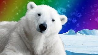 Polar Bears for Kids | Wild Animals | Arctic Animals