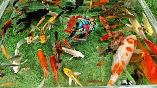 Unboxing Colorful Ornamental Fish, Goldfish, Oscar Fish, Betta Fish, Catfish, Glofish