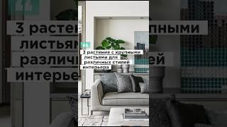 Крупнолистные растения для любого стиля интерьера #озеленениеинтерьера #стабилизированныймох