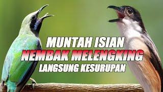 MASTERAN KOMBINASI EDISI NEMBAK MELENGKING MUNTAH ISIAN GARANSI KESURUPAN