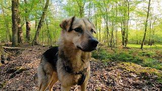 VLOG Lieblingsweg von Herrn Muck im Schaumburger Wald - Mr. Muck's favorite trail in the Forest