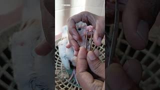 Kabutar pox treatment  || #shorts #pigeon #kabutar #kalapati