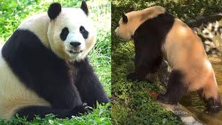 9.1 Panda Fu Bao Part 1 #new #daily #update #panda #fubao #푸바오 #fyp #viral #pandalife #pandalove