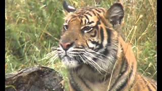 DAY OUT AT WILDLIFE HERITAGE FOUNDATION 2006 PART 1.wmv