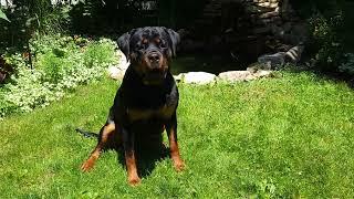 BEAUTIFUL Female ROTTWEILER Training, Rottweiler Training for Beginners. ROTTWEILER LIFE.