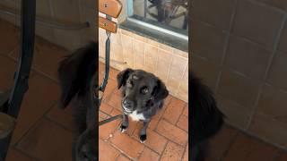 Vira lata linda #cachorro #desenho #animais #fofo #dog #gato #caramelo #viralata #doguinho #shorts