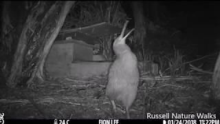 Male Kiwi Calling