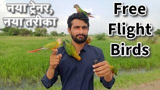 Free Flight Exotic Birds | Free fly Sun Conure, Yellow Sided Conure | Bird Trainer in Ahmedabad