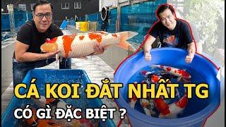 Cá Koi đắt nhất thế giới giá ngang căn biệt thự có gì đặc biệt?