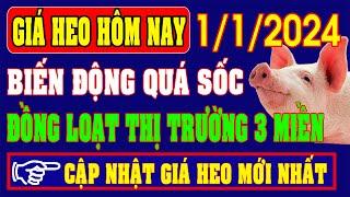 Giá heo hơi hôm nay ngày 1/1/2024 - BIẾN ĐỘNG QUÁ SỐC ĐỒNG LOẠT THỊ TRƯỜNG 3 MIỀN