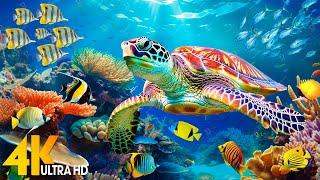 [NEW] 11HR Stunning 4K Underwater Footage - Rare & Colorful Sea Life Video-Relaxing Sleep Music #109