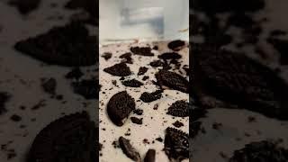 Beer song# Oreo Biscuits chocolate icecream  #yt shorts#youtube#trending video