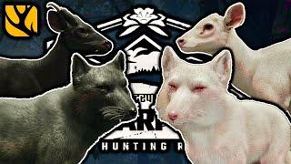 INSANE SUNDARPATAN TROPHIES! ALBINO AND MELANISTIC TIBETAN FOXES AND MUNTJAC... AND MORE!