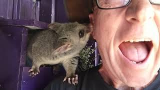 Possum Grooming Session