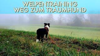 Nachhaltiges Training mit dem Border Collie Welpen 4,5 Monate