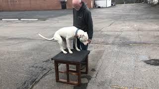 7 month old Dogo Argentino "MACHO"/Off Leash K9 Training/Clarksville