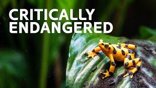 Last Of Their Kind: 3+ Hours Of The World's Most Endangered Species