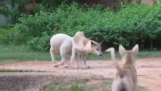 Village Dogs meeting on thy road near my house