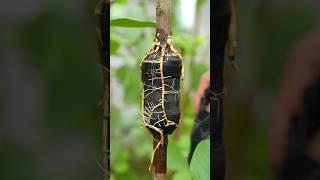 New method of propagate guava tree by air layering using just cloth #propagate_guava_tree #guava