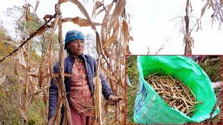 jungle man's wife taking beans from the far field in the village || village beans harvesting ||