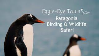 Patagonia Wildlife Safari