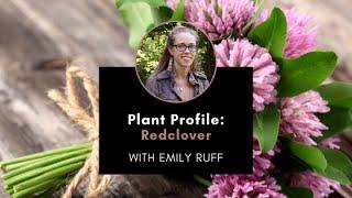 Plant Profile: Red Clover with Emily