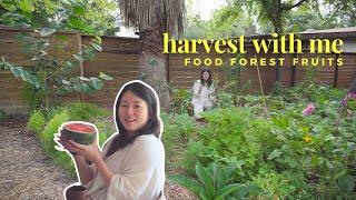 what you can harvest from a 6 month old food forest